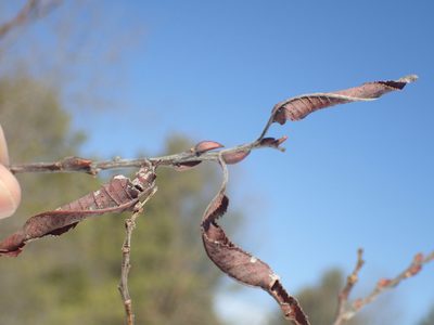 Salix eriocephala, photographed by John Baur