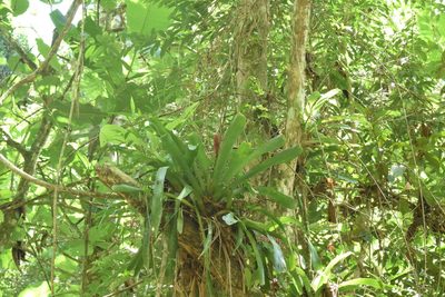 Aechmea cylindrata, photographed by Cajá-manga