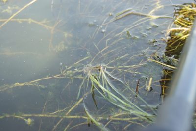 Vallisneria spiralis, photographed by Olena V. Vakarenko