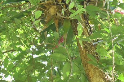 Aechmea cylindrata, photographed by Cajá-manga