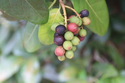 Coccoloba diversifolia, photographed by Brian Oakes Haiti Hunter
