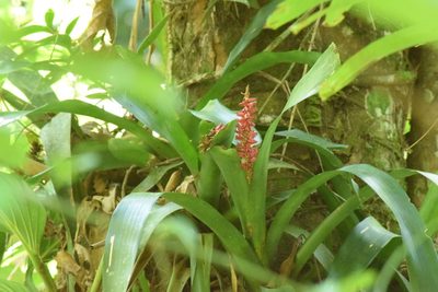 Aechmea cylindrata, photographed by Cajá-manga