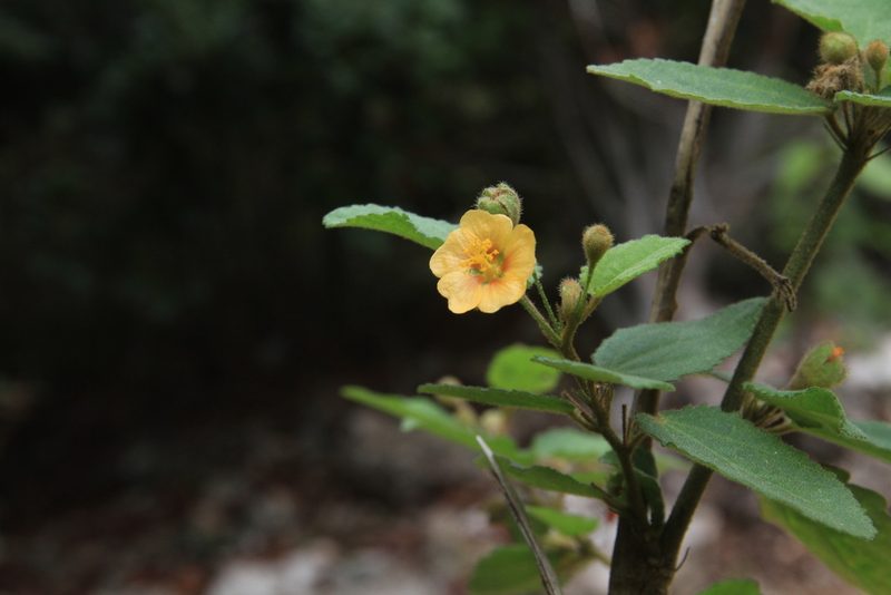 Sida glabra, photographed by Brian Oakes Haiti Hunter