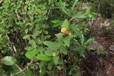Sida glabra, photographed by Brian Oakes Haiti Hunter