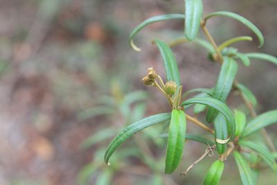 Croton linearis, photographed by Brian Oakes Haiti Hunter
