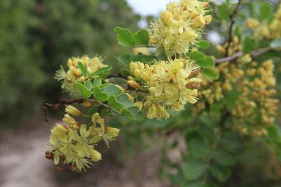 Haematoxylum campechianum, photographed by Brian Oakes Haiti Hunter