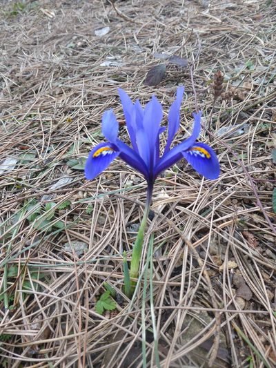 Iris reticulata, photographed by Michael Andresek