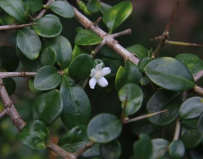 Randia aculeata, photographed by Brian Oakes Haiti Hunter