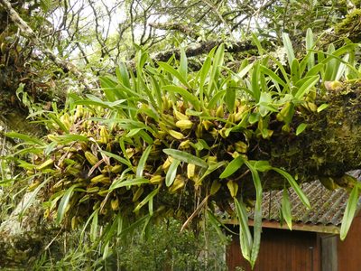 Bulbophyllum maximum, photographed by Jonathan Whitaker