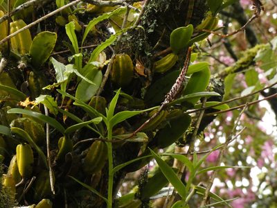 Bulbophyllum maximum, photographed by Jonathan Whitaker