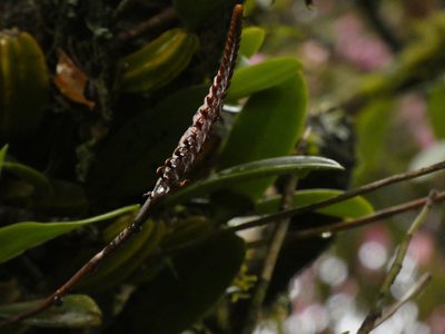 Bulbophyllum maximum, photographed by Jonathan Whitaker