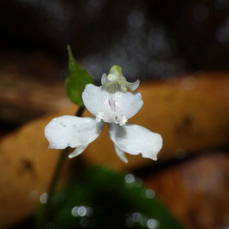 Disperis virginalis, photographed by Jonathan Whitaker