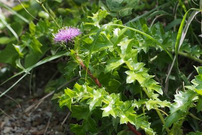 Cirsium maritimum, photographed by harum.koh