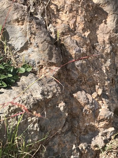 Andropogon distachyos, photographed by Chiara Catalano