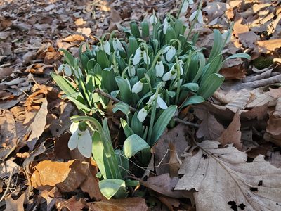 Galanthus elwesii, photographed by Luke Wildfire
