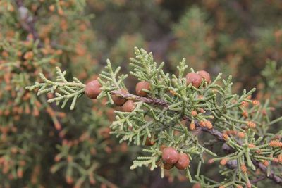 Juniperus phoenicea, photographed by Olivier Argagnon