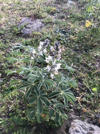 Lupinus albus, photographed by Chiara Catalano