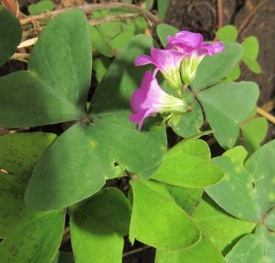 Oxalis latifolia, photographed by Kahio Tiberio Mazon