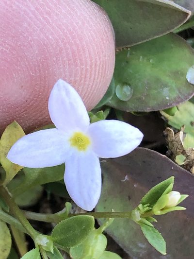 Houstonia rosea, photographed by Sam Kieschnick