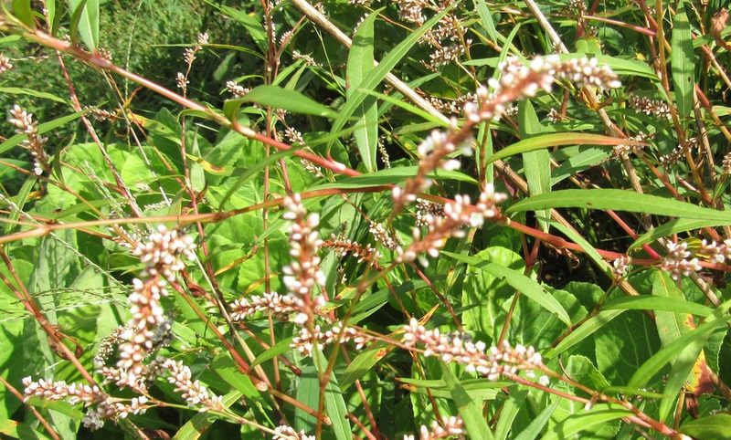 Persicaria hydropiperoides, photographed by Kahio Tiberio Mazon