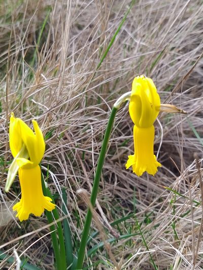 Narcissus cyclamineus, photographed by Carminda Santos