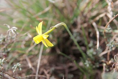 Narcissus assoanus, photographed by Olivier Argagnon