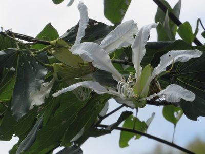 Bauhinia forficata, photographed by Kahio Tiberio Mazon
