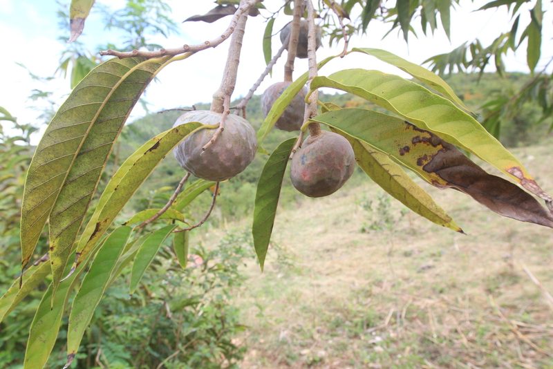 Annona reticulata, photographed by Brian Oakes Haiti Hunter