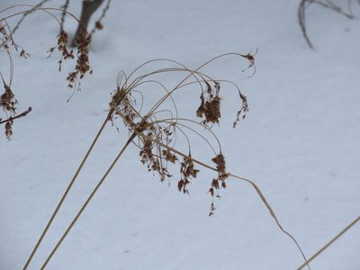 Scirpus cyperinus, photographed by Carter Dorscht