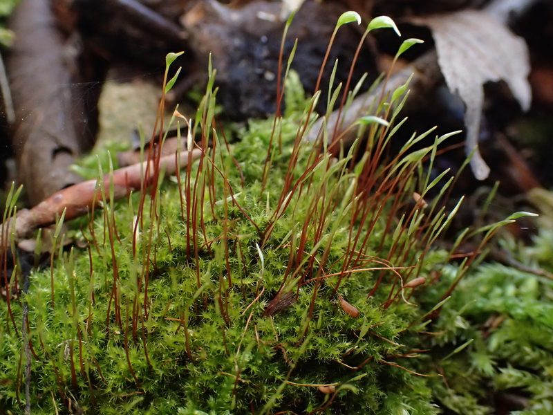 Campylophyllopsis calcarea, photographed by George Greiff