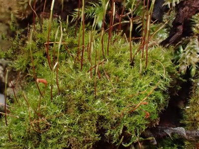 Campylophyllopsis calcarea, photographed by George Greiff