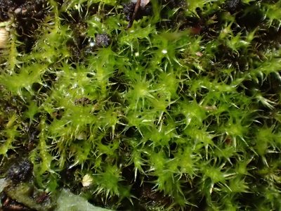 Campylophyllopsis calcarea, photographed by George Greiff
