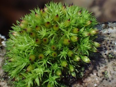 Orthotrichum stramineum, photographed by George Greiff