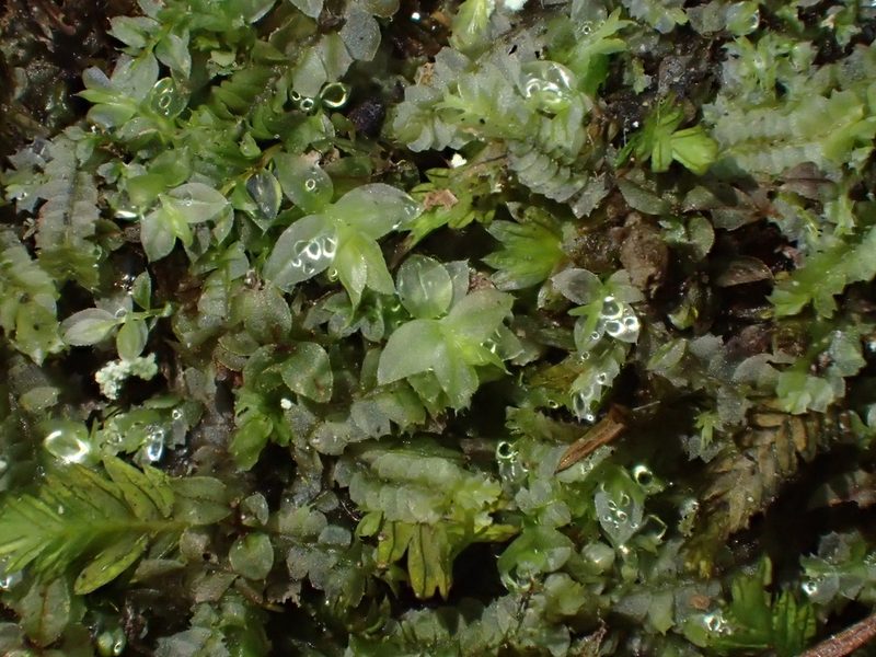 Mnium stellare, photographed by George Greiff