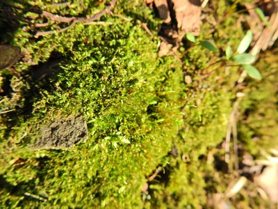 Amblystegium serpens, photographed by Susan Marley