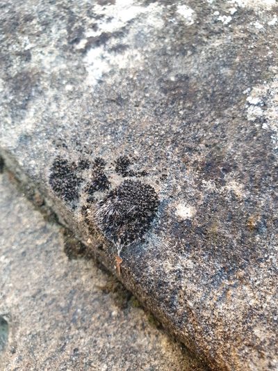 Grimmia tergestina, photographed by Jonathan Hughes