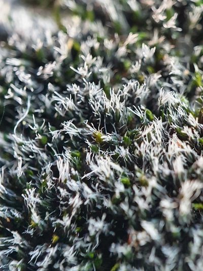 Grimmia tergestina, photographed by Jonathan Hughes