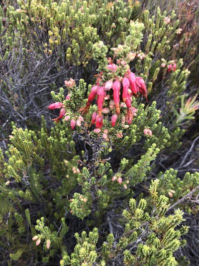 Erica monadelphia, photographed by Charleen Brunke