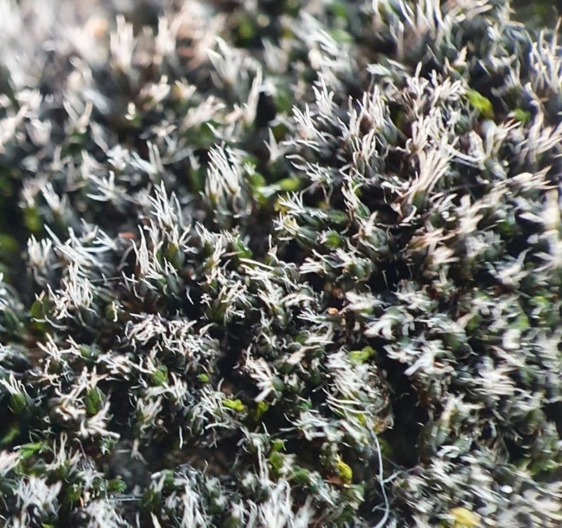 Grimmia tergestina, photographed by Jonathan Hughes
