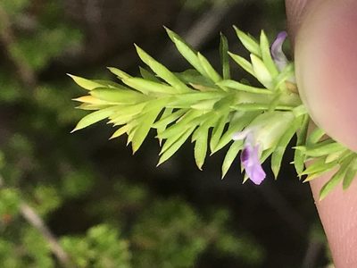 Muraltia ericifolia, photographed by Ren Hoekstra
