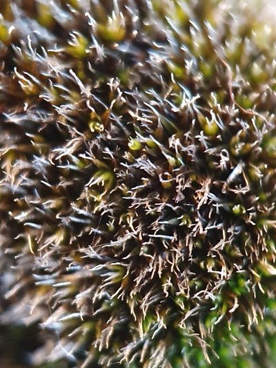 Grimmia tergestina, photographed by Jonathan Hughes