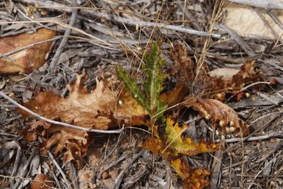 Lichtensteinia lacera, photographed by Tony Rebelo