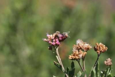 Tessaria absinthioides, photographed by Steven Bodzin