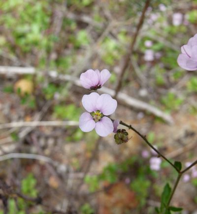 Diplopeltis huegelii, photographed by botanygirl