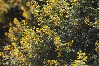 Vachellia karroo, photographed by Steven Bodzin