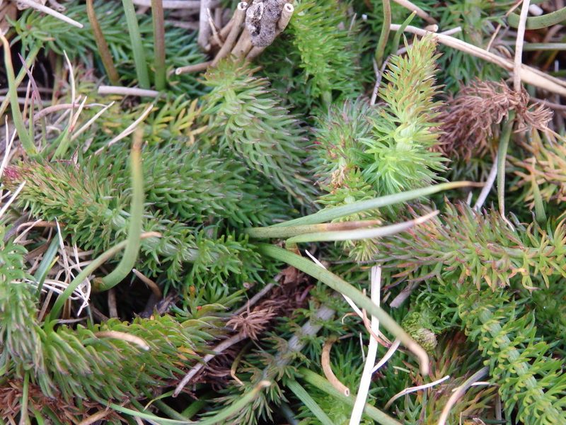 Trocdaris verticillata, photographed by Carminda Santos