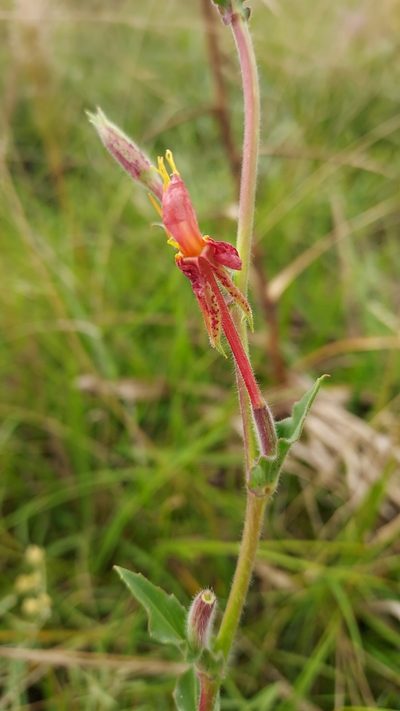 Oenothera parodiana, photographed by Roderick Cameron