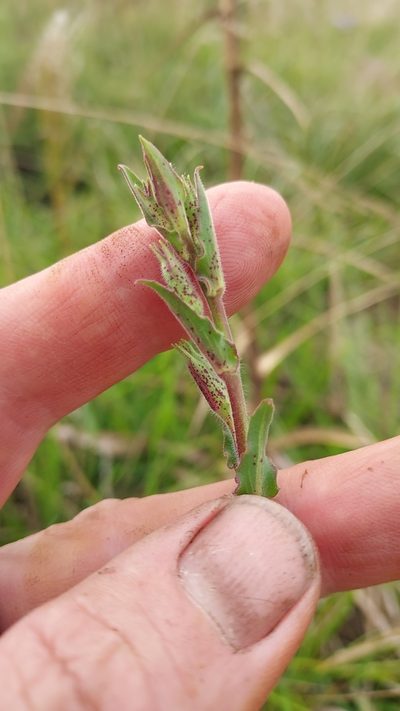 Oenothera parodiana, photographed by Roderick Cameron