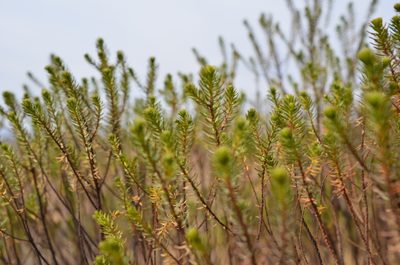 Baccharis aliena, photographed by Lauu