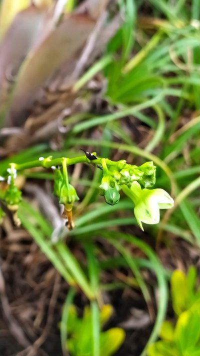 Chelonanthus hamatus, photographed by Guillaume Delaitre